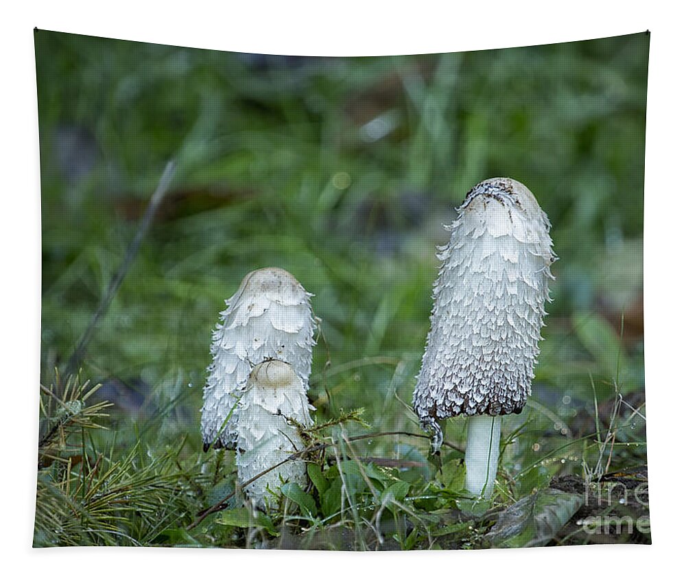 Mushroom Tapestry featuring the photograph Shaggy Cap Mushroom No. 3 by Belinda Greb