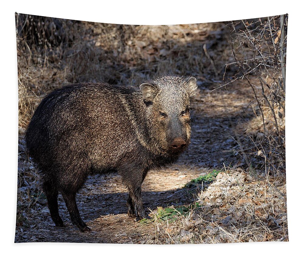 Javelinas Tapestry featuring the photograph Sharing the Trail by Kathleen Bishop