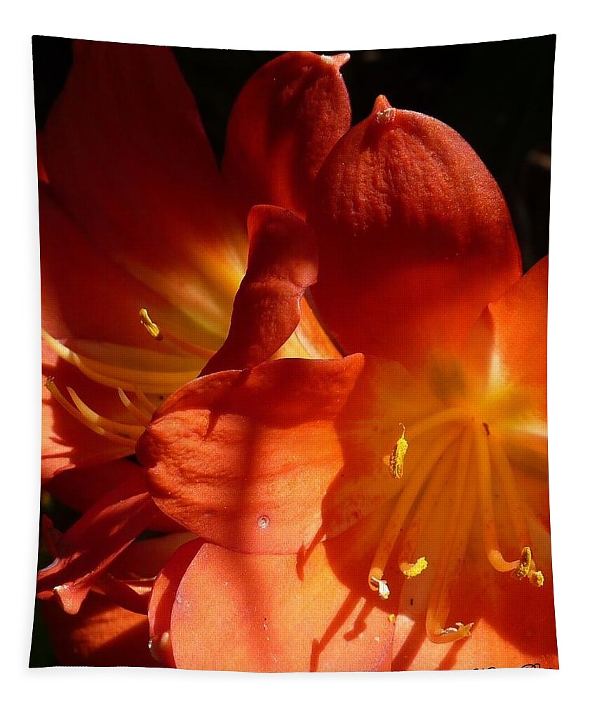 Flower Photograph Tapestry featuring the photograph Shining Star by Michele Penn