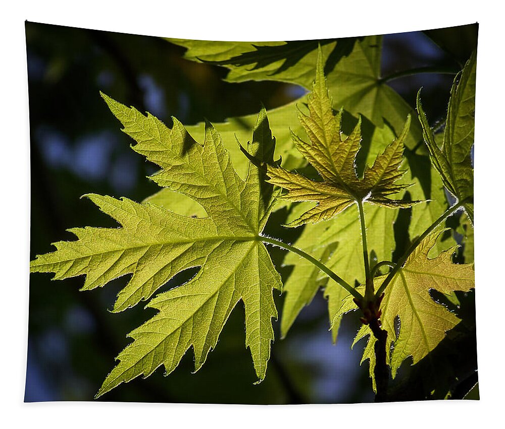 Colorful Tapestry featuring the photograph Silver Maple by Ernest Echols