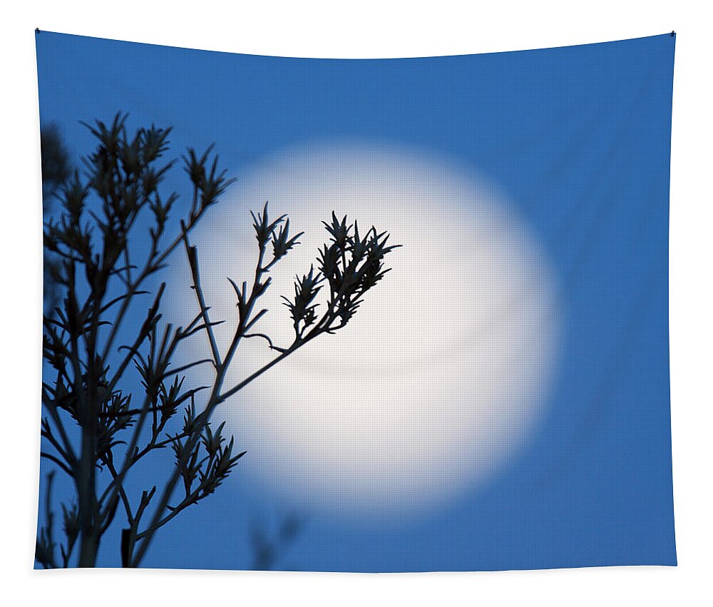 Silver; Sage Brush; Sage; Prairie; Western Sky; Skies; Moon; Moonlight Photograph; Full Moon Canvas Print; Full Moon Canvas Print Tapestry featuring the photograph Silver Sage by Jim Garrison