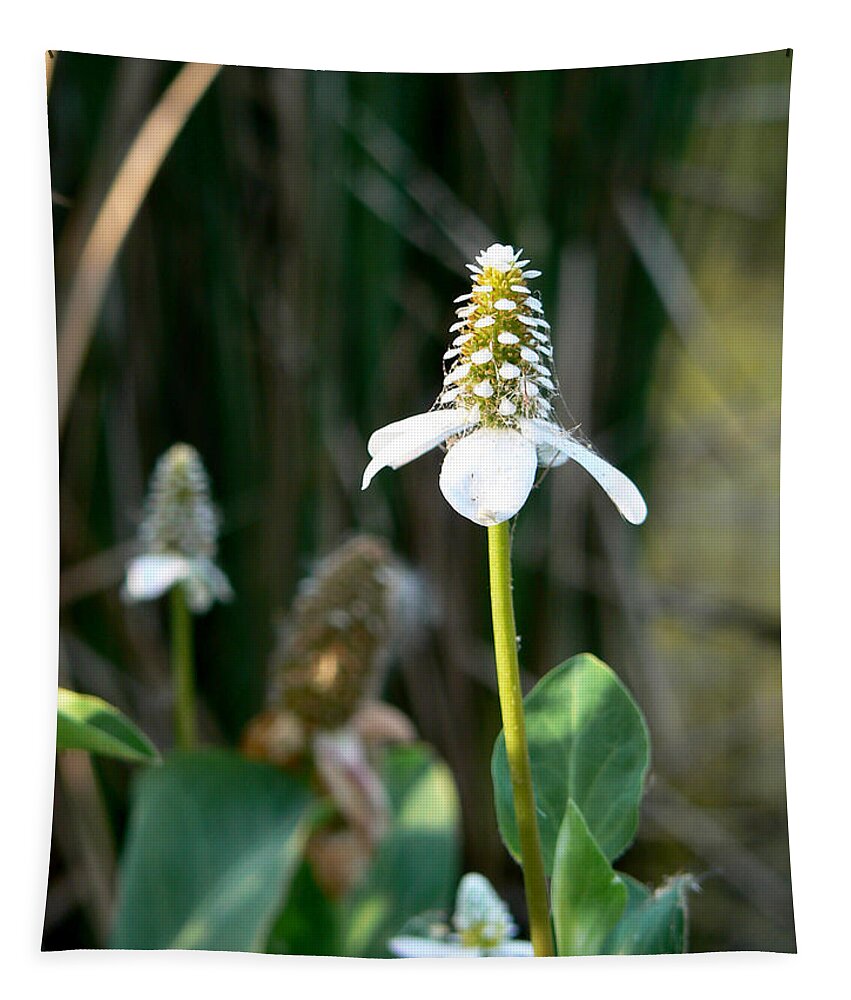 Flower Tapestry featuring the photograph Simple Flower by Laurel Powell