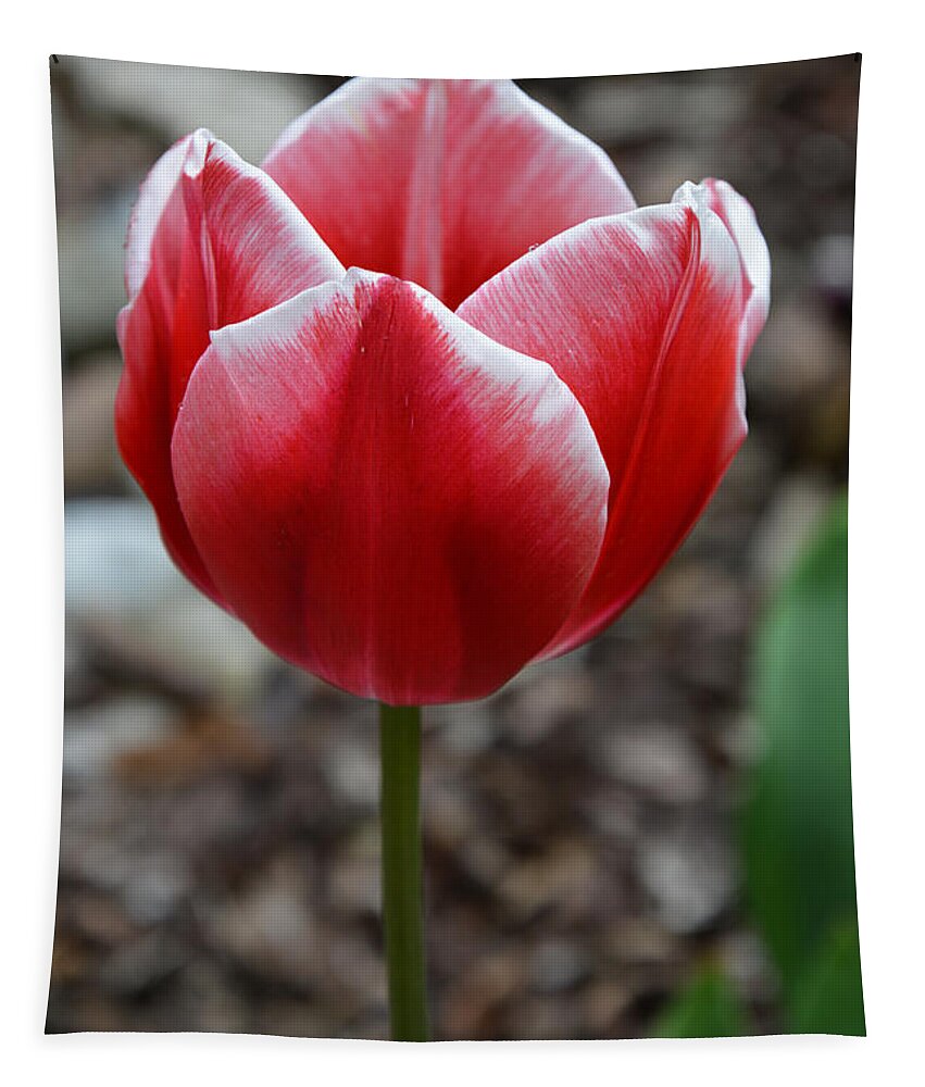 Tulip Tapestry featuring the photograph Simplicity by Ramona Matei