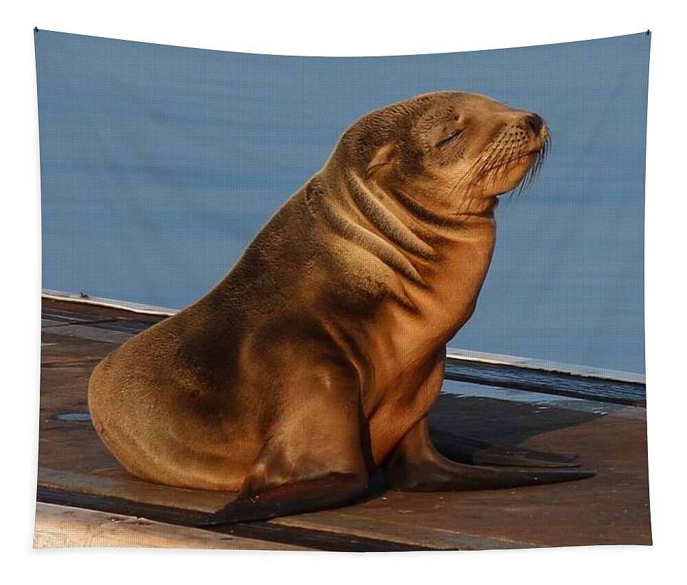Wild Tapestry featuring the photograph Sleeping Wild Sea Lion Pup by Christy Pooschke
