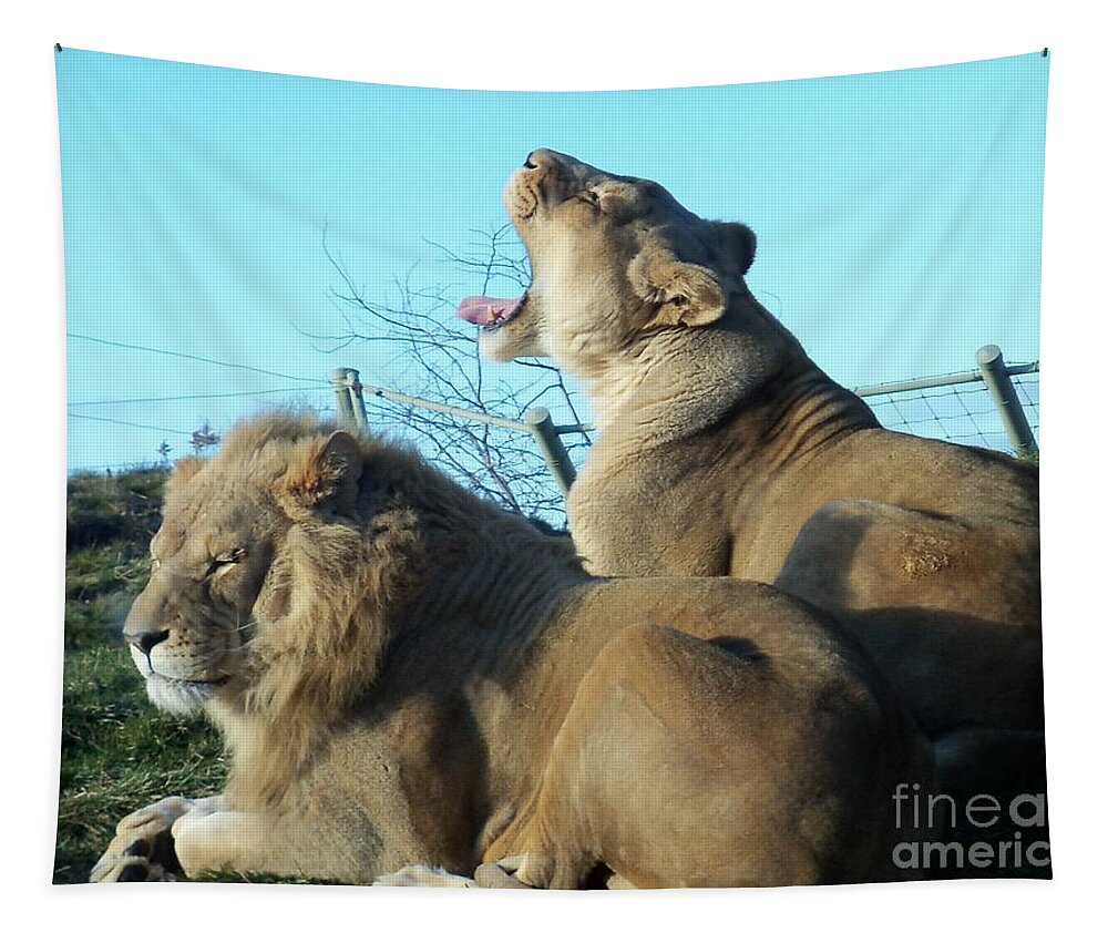 Wild Cats Tapestry featuring the photograph Sleepy Mighty Couple by Lingfai Leung