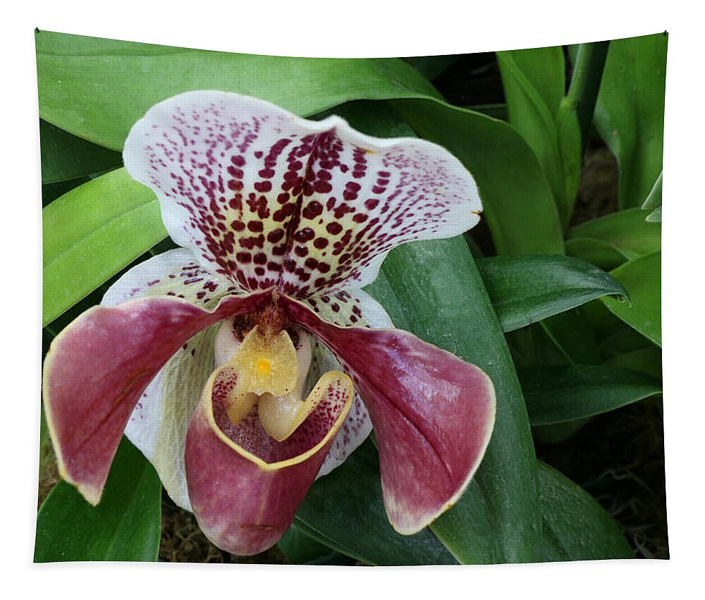 Slipper Orchid Tapestry featuring the photograph Slipper Orchid 1 by Allen Beatty