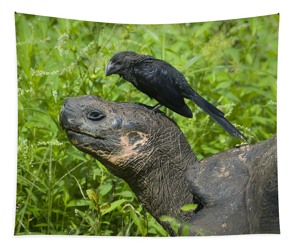 Crotophaga Ani Tapestry featuring the photograph Smooth-billed Ani & Giant Tortoise by John Shaw