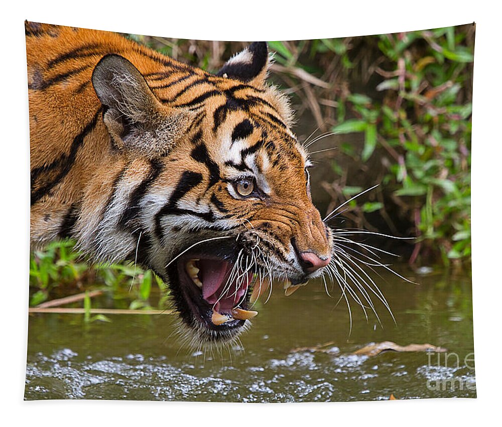 Nature Tapestry featuring the photograph Snarling Tiger by Louise Heusinkveld