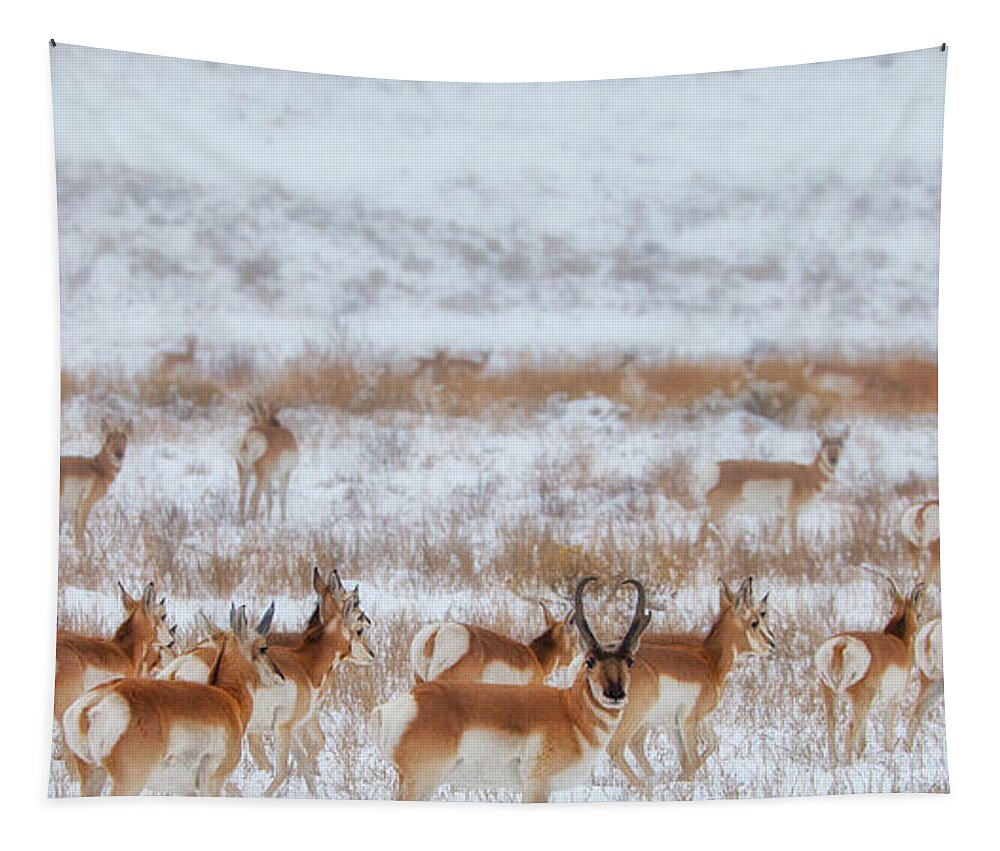 Ice Tapestry featuring the photograph Snow Grazers by Darren White