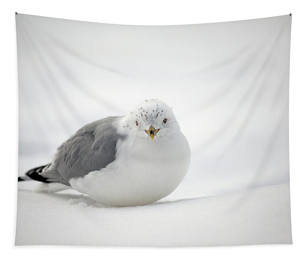 Winter Tapestry featuring the photograph Snow Gull by Karol Livote