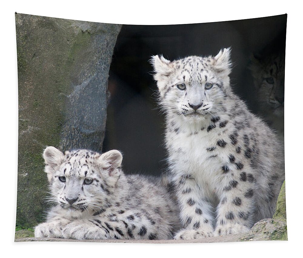 Animal Tapestry featuring the photograph Snow Leopard Cubs by Chris Boulton