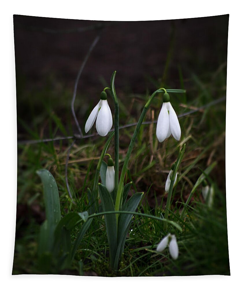 Nature Tapestry featuring the photograph Snowdrops by Spikey Mouse Photography