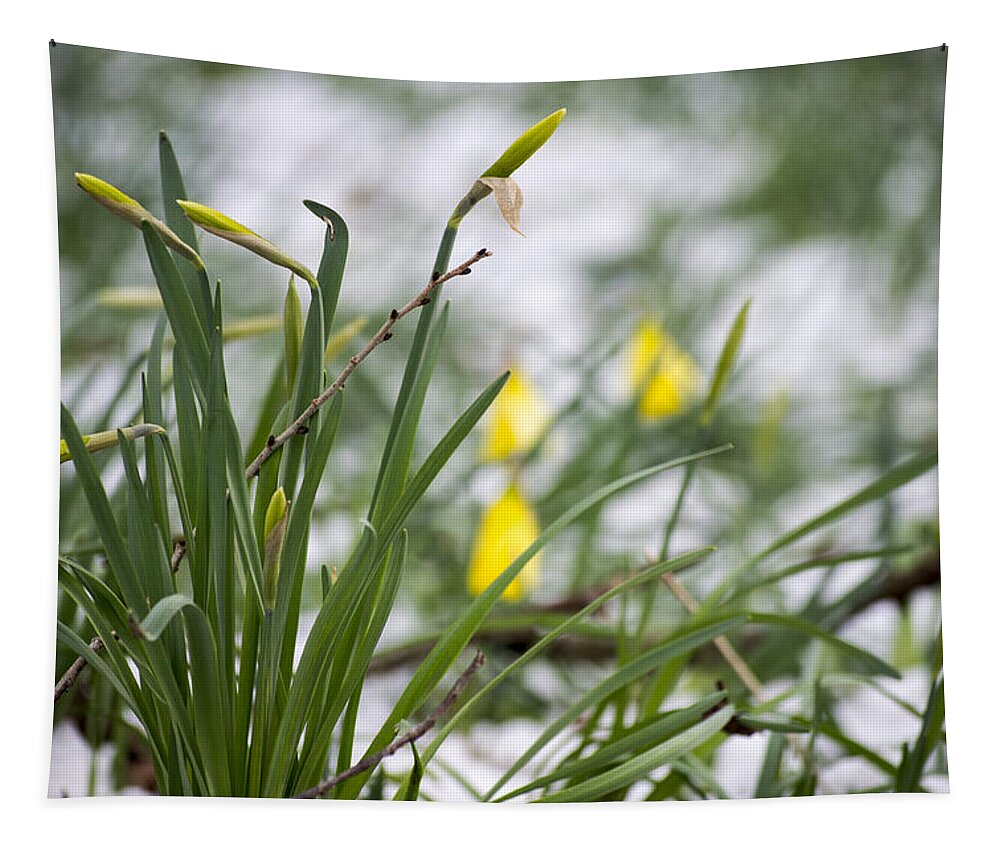 Daffodils Tapestry featuring the photograph Snowy Daffodils by Spikey Mouse Photography