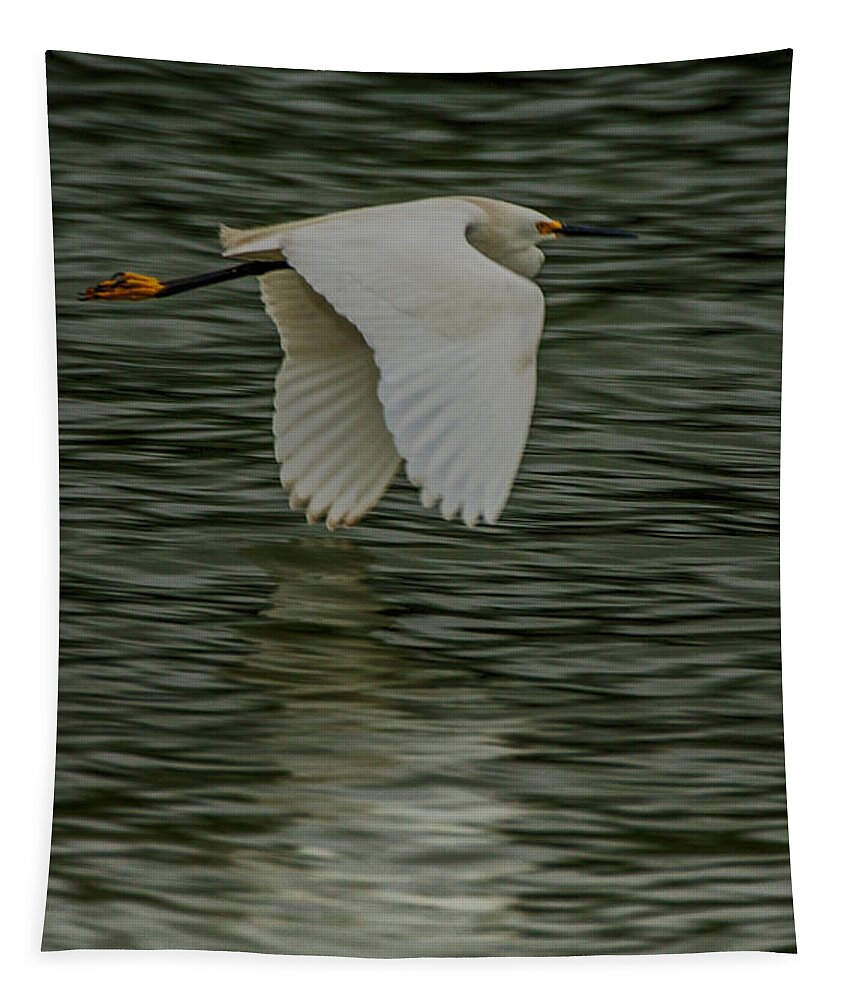Egretta Thula Tapestry featuring the photograph Snowy Egret on estuary by Jeff Folger