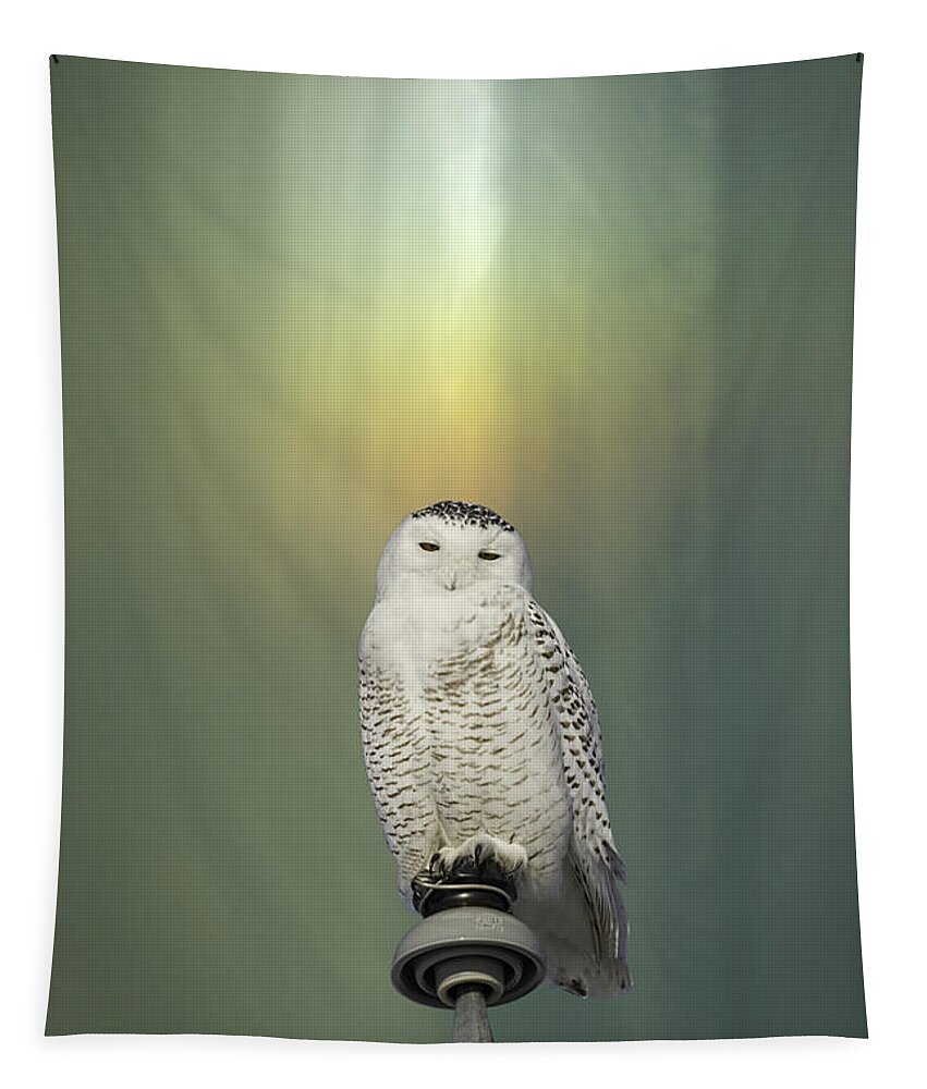 Snowy Owl (bubo Scandiacus) Tapestry featuring the photograph Snowy Owl And Aurora Borealis by Thomas Young