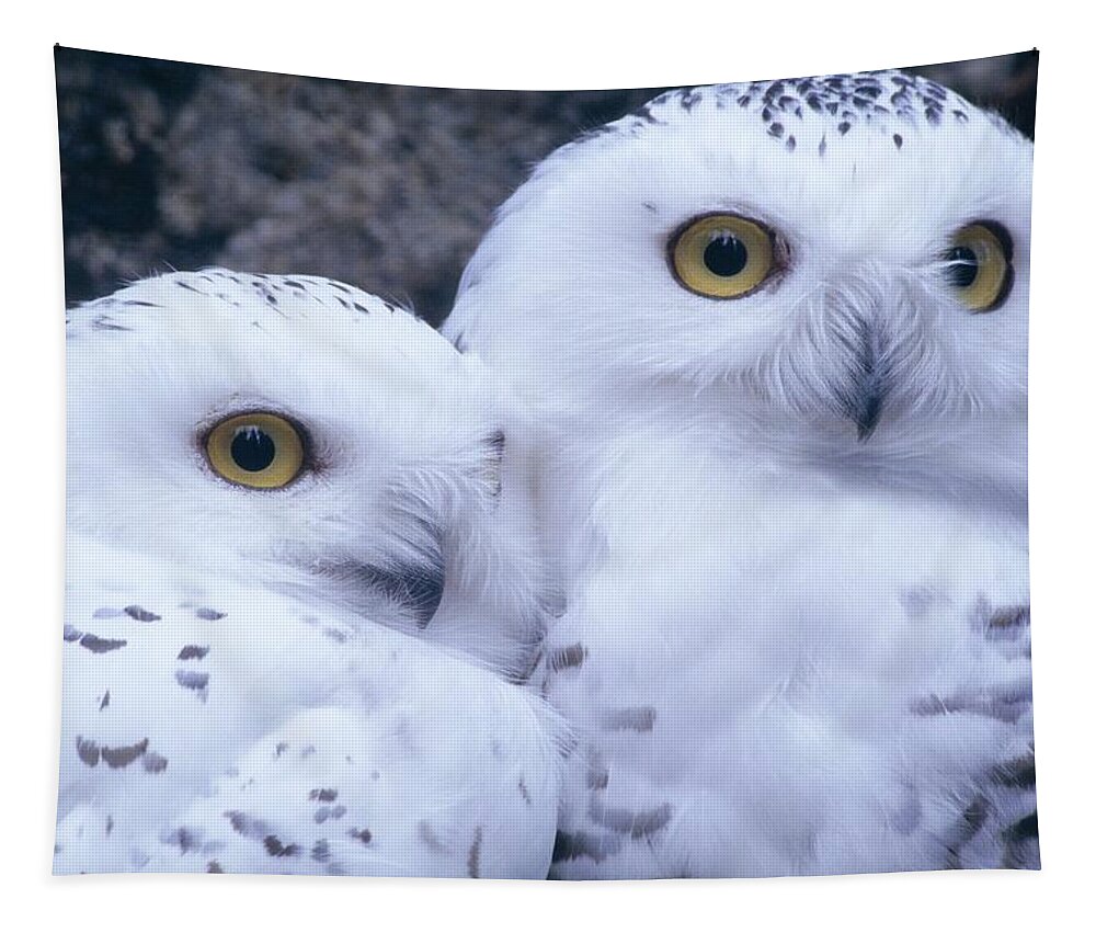 Snowy Owls Tapestry featuring the photograph Snowy Owls by Paal Hermansen