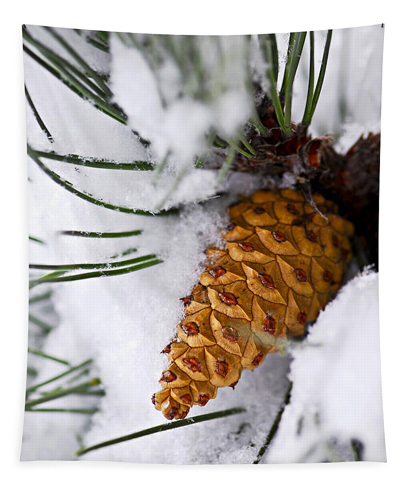 Winter Tapestry featuring the photograph Snowy pine cone by Elena Elisseeva
