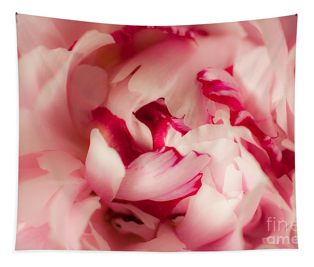 Pink Tapestry featuring the photograph Soft Peony by Ana V Ramirez