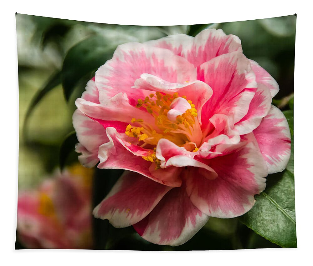 Beautiful Tapestry featuring the photograph Softly Striped Camellia by Penny Lisowski