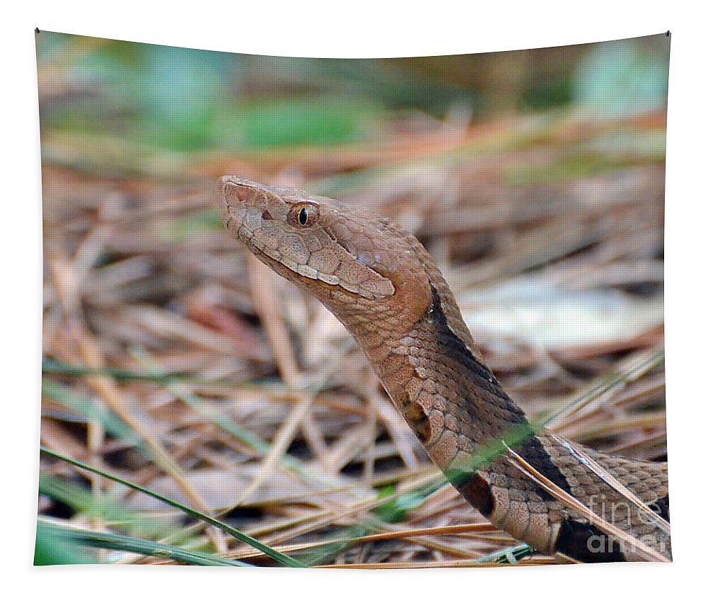 Snake Tapestry featuring the photograph Southern Copperhead by Kathy Baccari