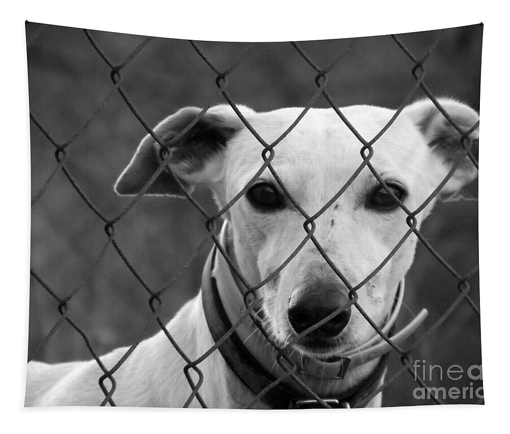 Galgo Tapestry featuring the photograph Spanish Galgo by Clare Bevan