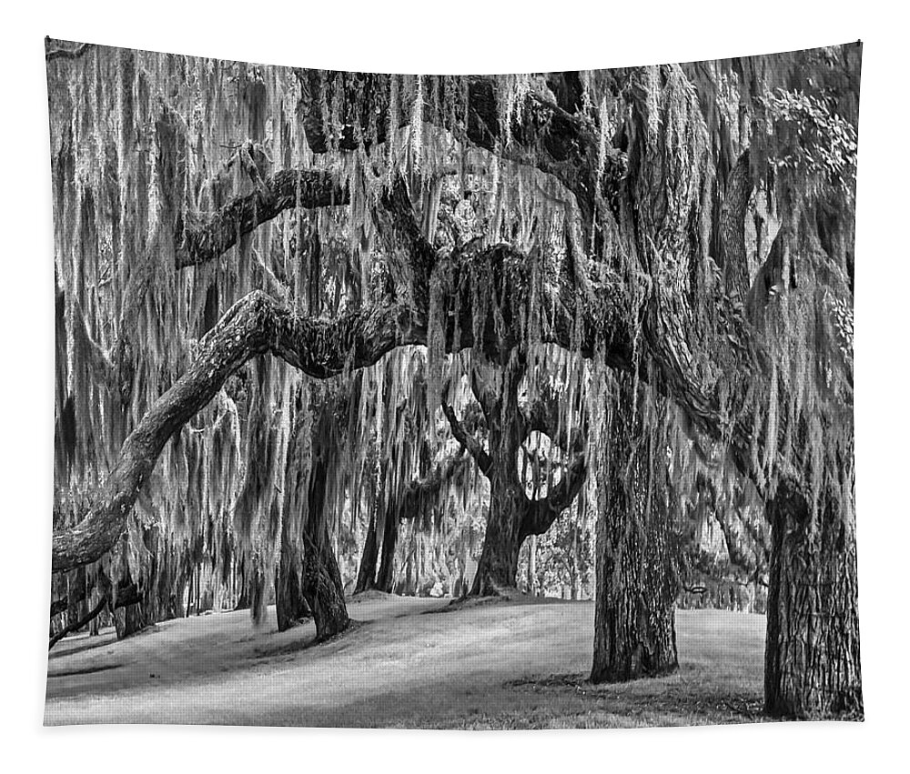 Clouds Tapestry featuring the photograph Spanish Moss in Black and White by Debra and Dave Vanderlaan