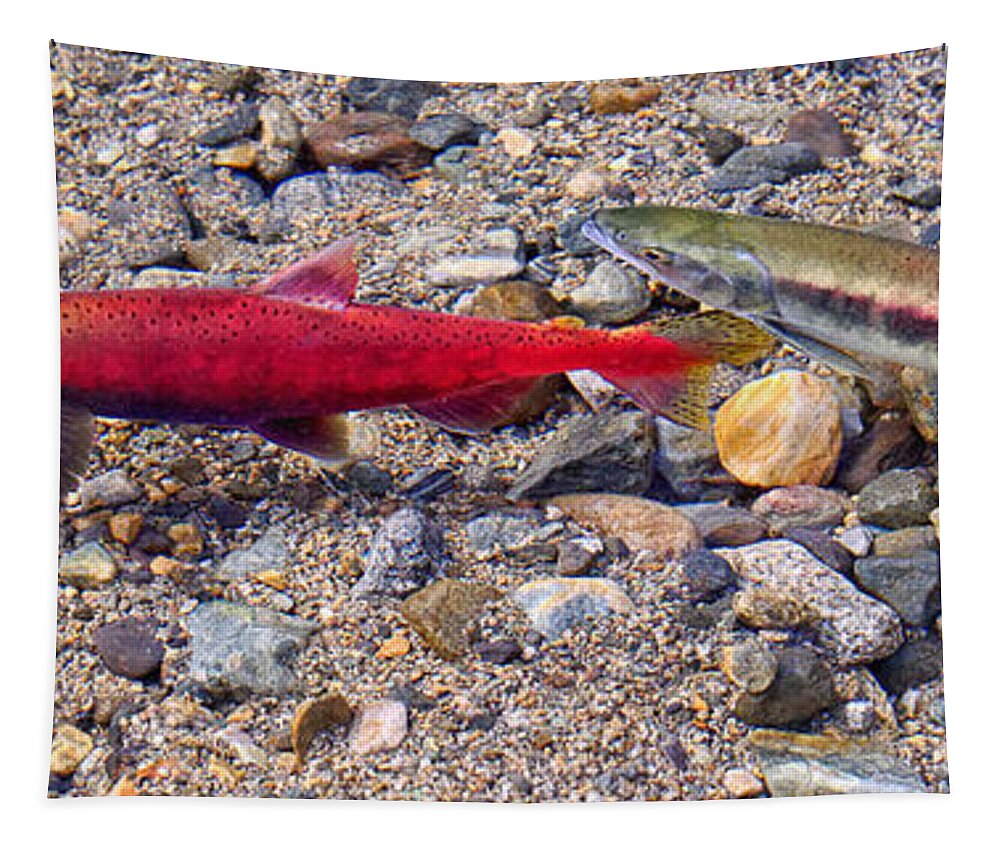 Fish Tapestry featuring the photograph Spawning Pair by Jim Thompson