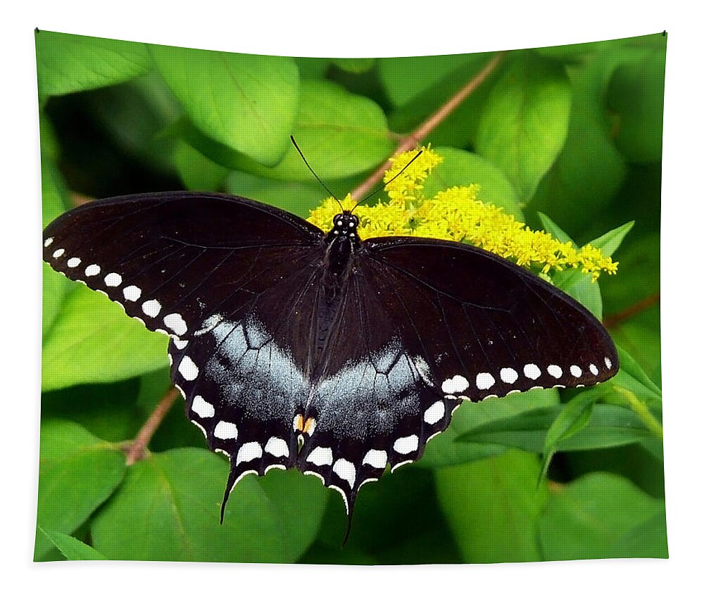 Butterflies Tapestry featuring the photograph Spicebush Butterfly by Christina Rollo