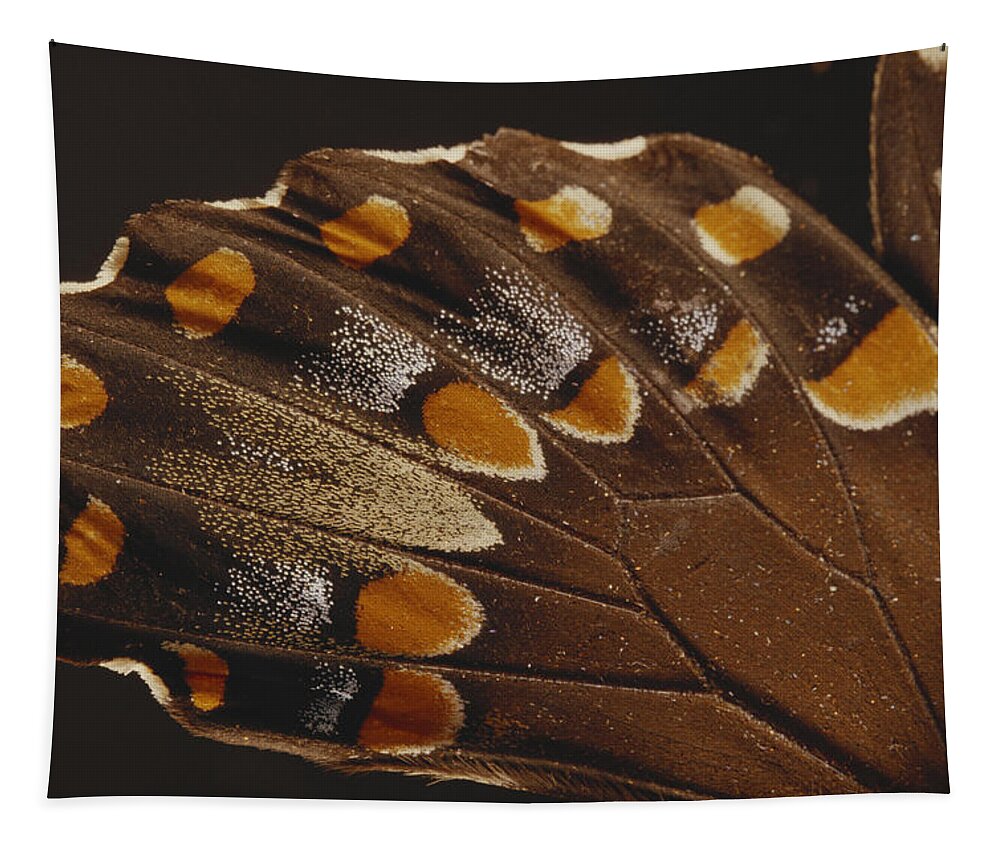 Animal Tapestry featuring the photograph Spicebush Swallowtail Under Normal by Gary Retherford