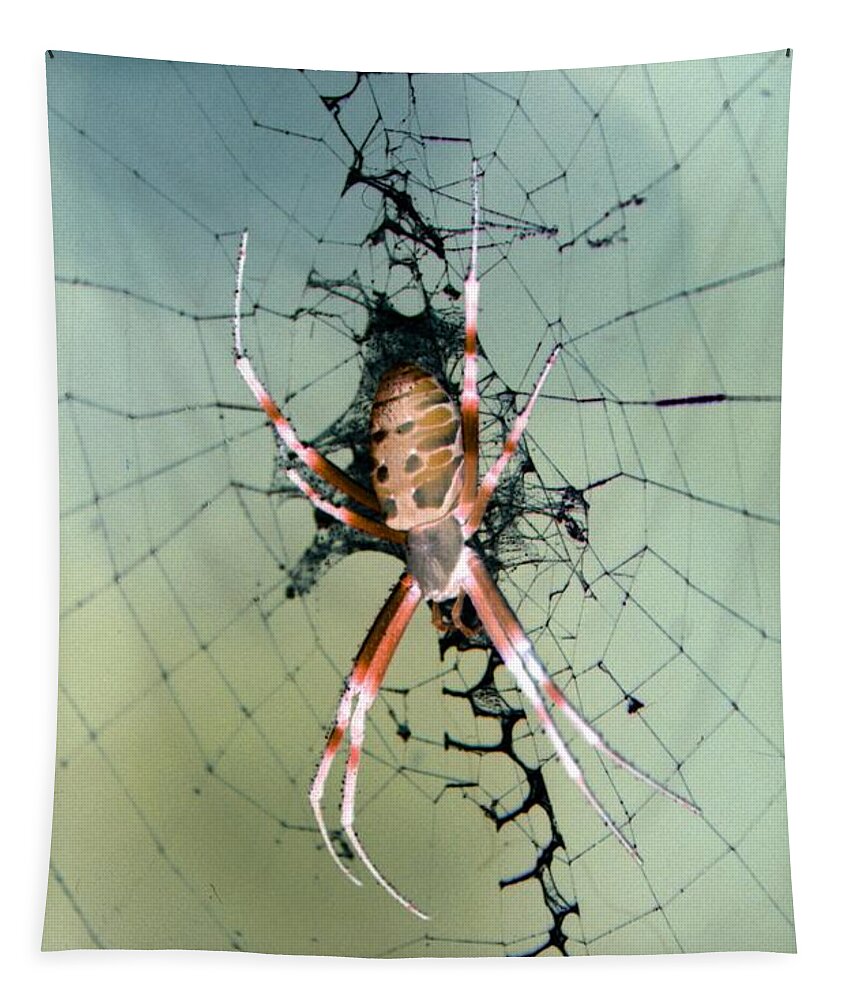 Spider Tapestry featuring the photograph Spider - Black and Yellow Argiope - PhotoPower 1530 by Pamela Critchlow