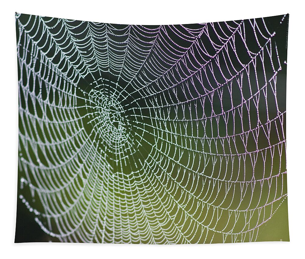 Spiderweb Tapestry featuring the photograph Spider Web by Heiko Koehrer-Wagner
