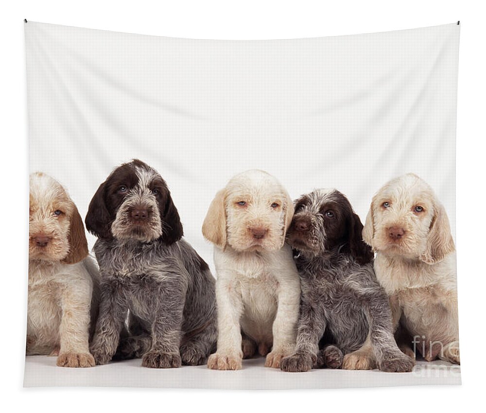 Dog Tapestry featuring the photograph Spinone Puppy Dogs by John Daniels