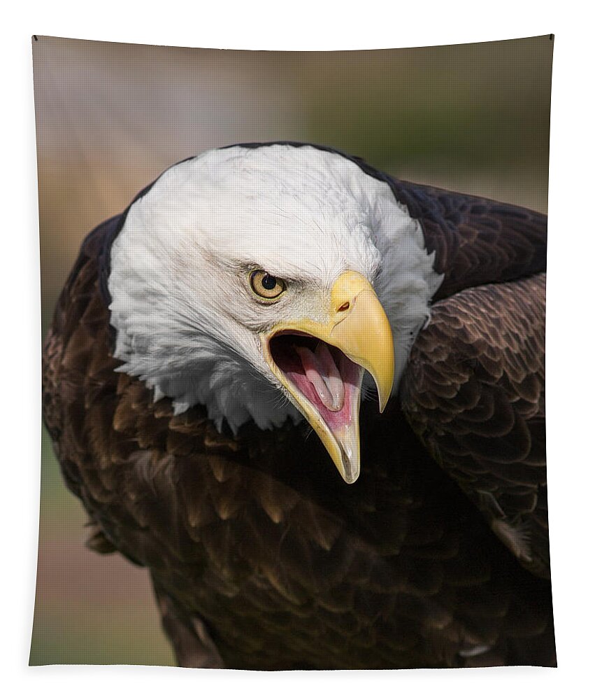 Bald Eagle Tapestry featuring the photograph Spiritual Quintessence by Dale Kincaid