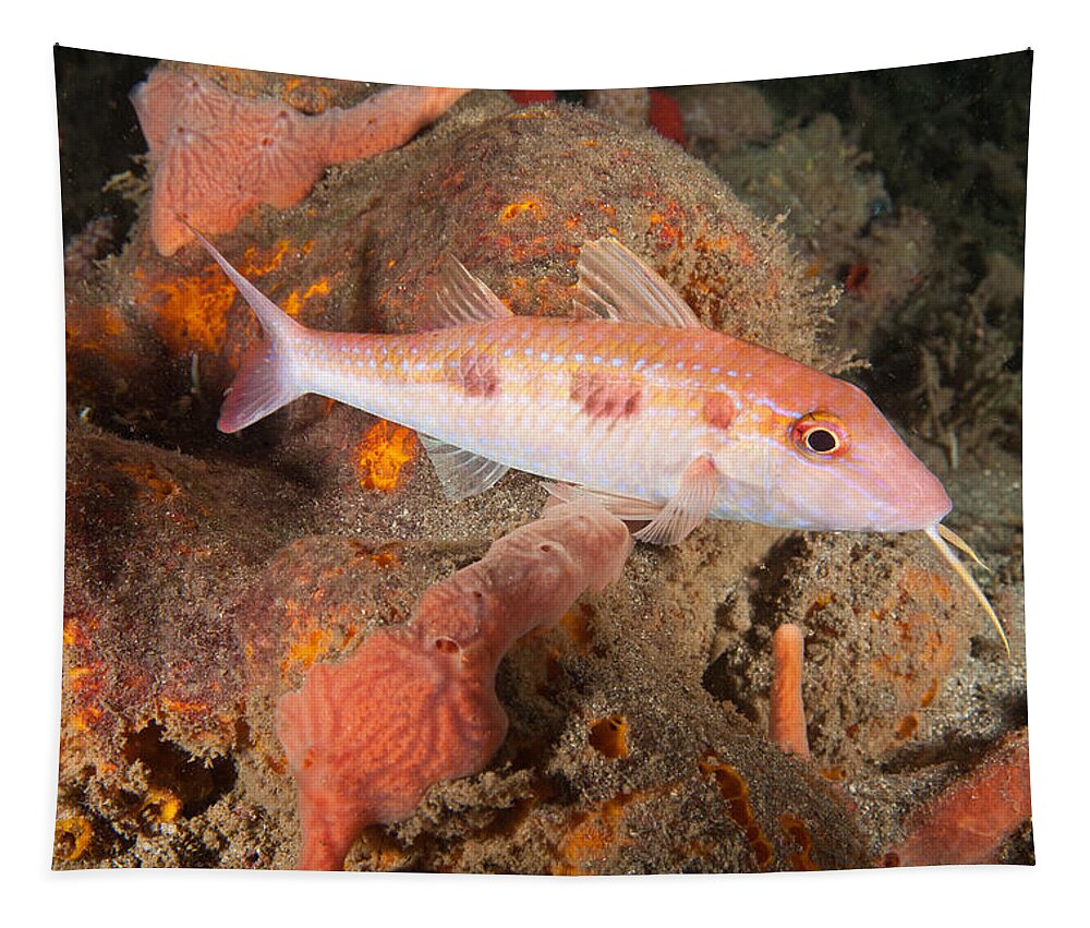 Spotted Goatfish Tapestry featuring the photograph Spotted Goatfish by Andrew J. Martinez
