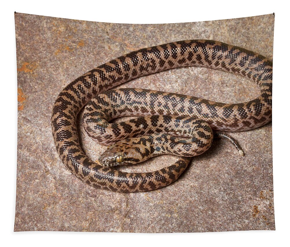 Snakes Tapestry featuring the photograph Spotted Python Antaresia Maculosa by David Kenny