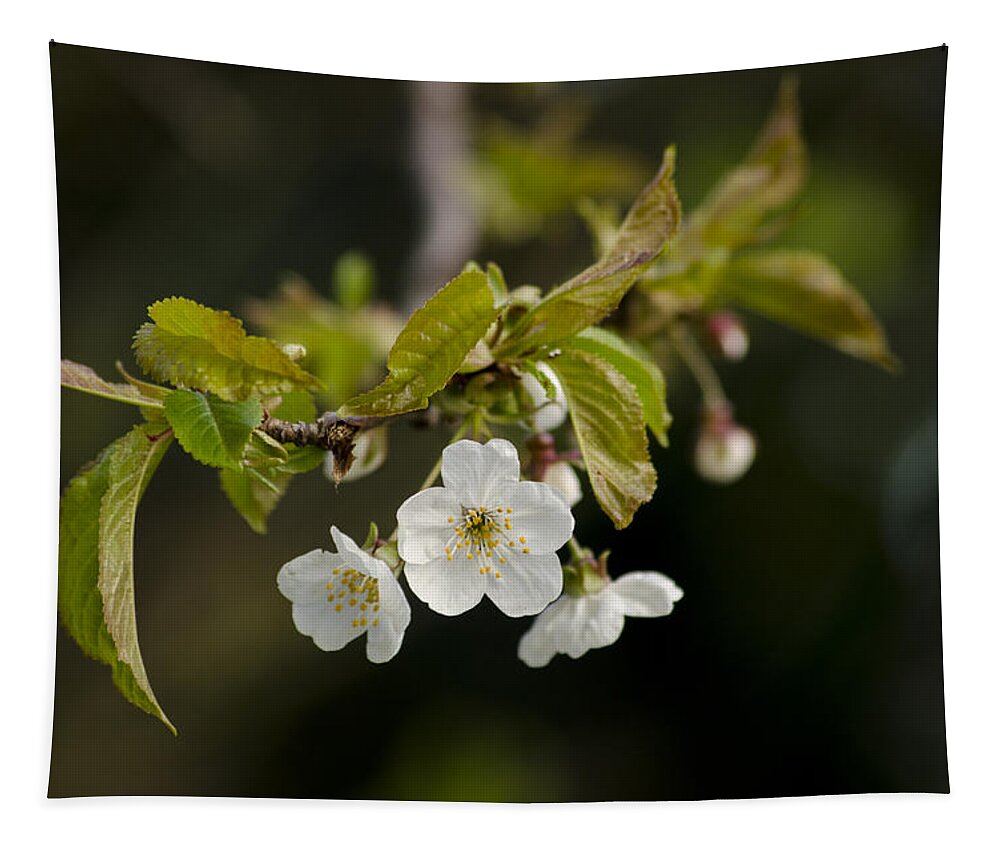 Branch Tapestry featuring the photograph Spring Blossom by Spikey Mouse Photography