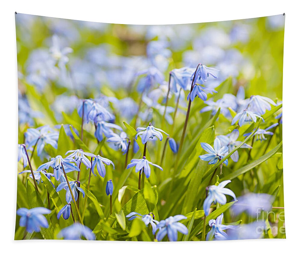 Flowers Tapestry featuring the photograph Spring blue flowers 5 by Elena Elisseeva