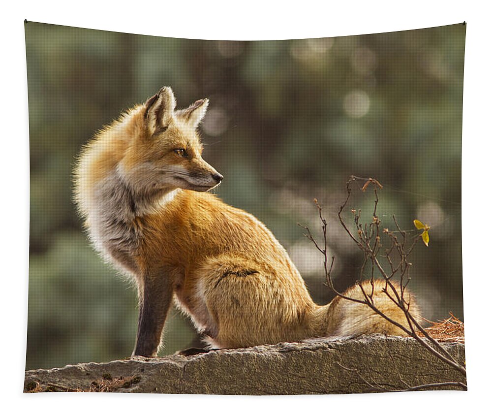Big Tapestry featuring the photograph Spring Fox by Mircea Costina Photography