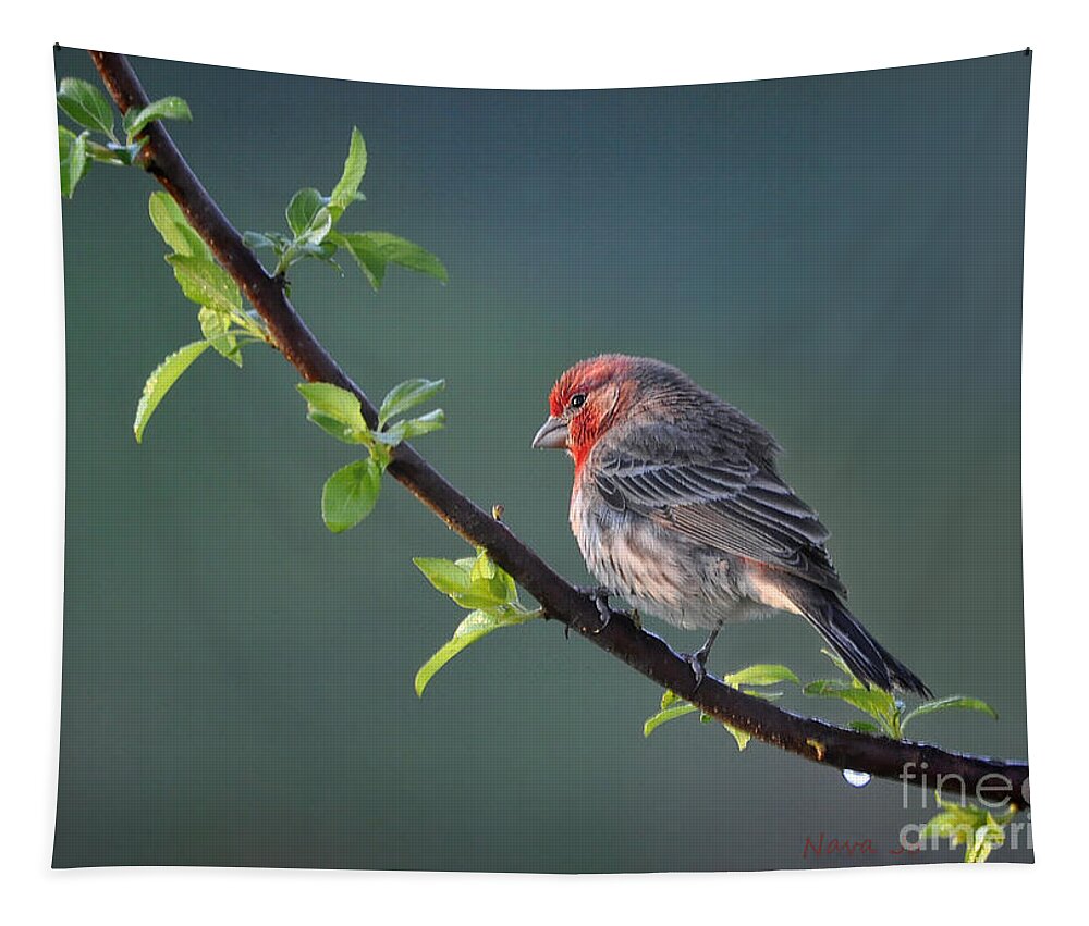 Nature Tapestry featuring the photograph Song Bird In Spring by Nava Thompson