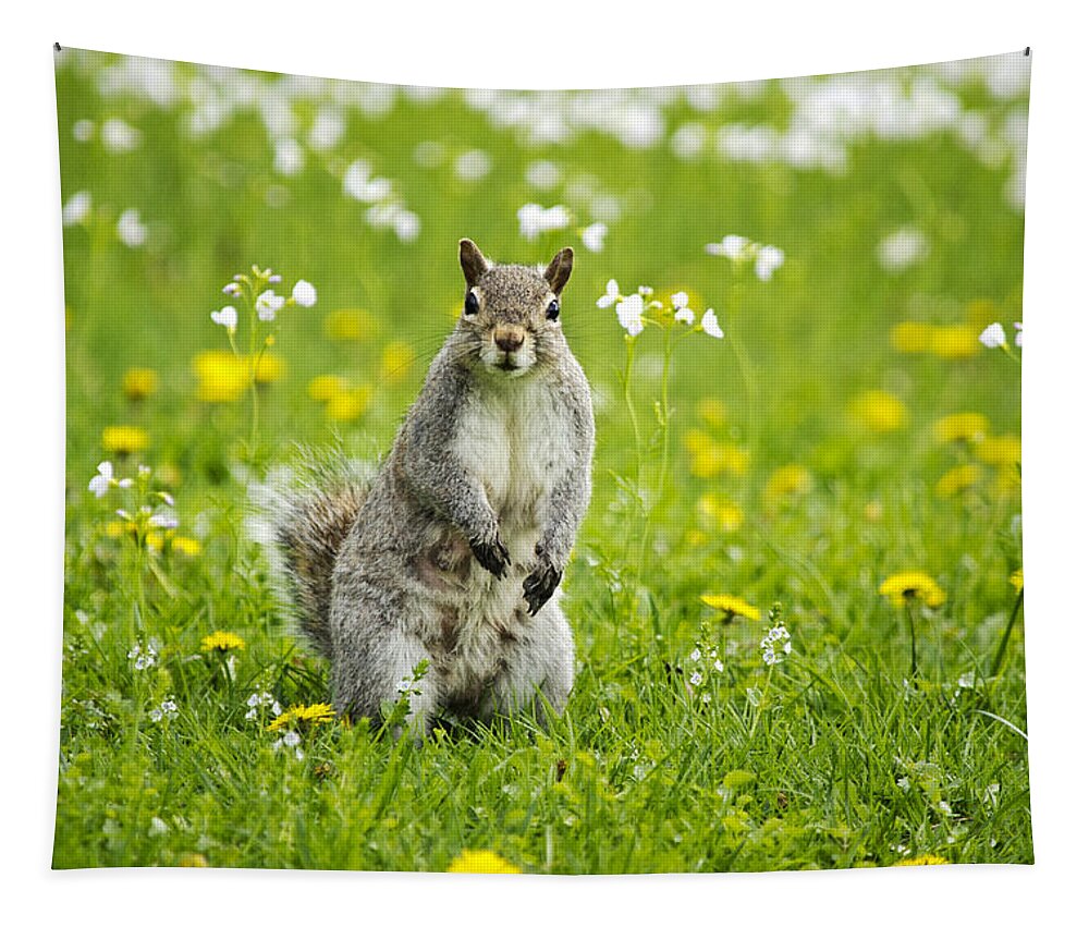 Animal Tapestry featuring the photograph Squirrel Patrol by Christina Rollo