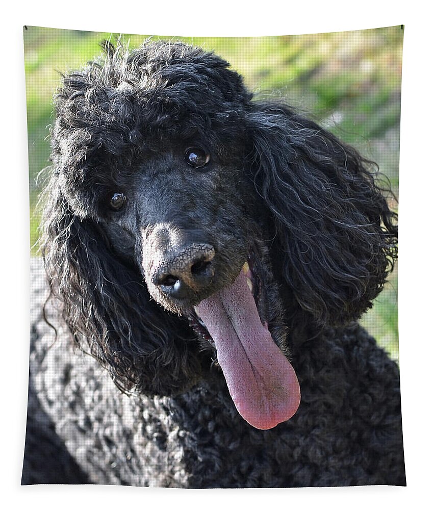Standard Poodle Tapestry featuring the photograph Standard Poodle by Lisa Phillips