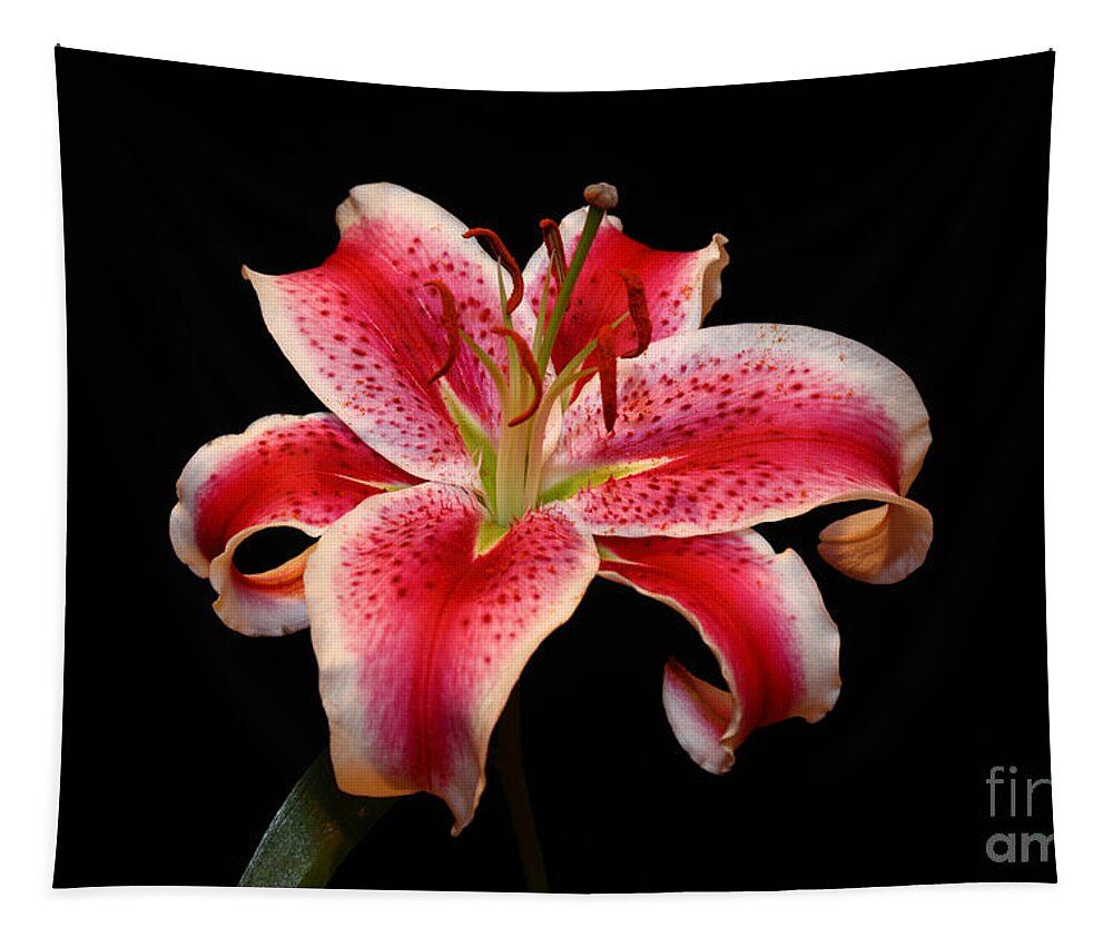 Stargazer Lily Tapestry featuring the photograph Stargazer Lily by James Brunker