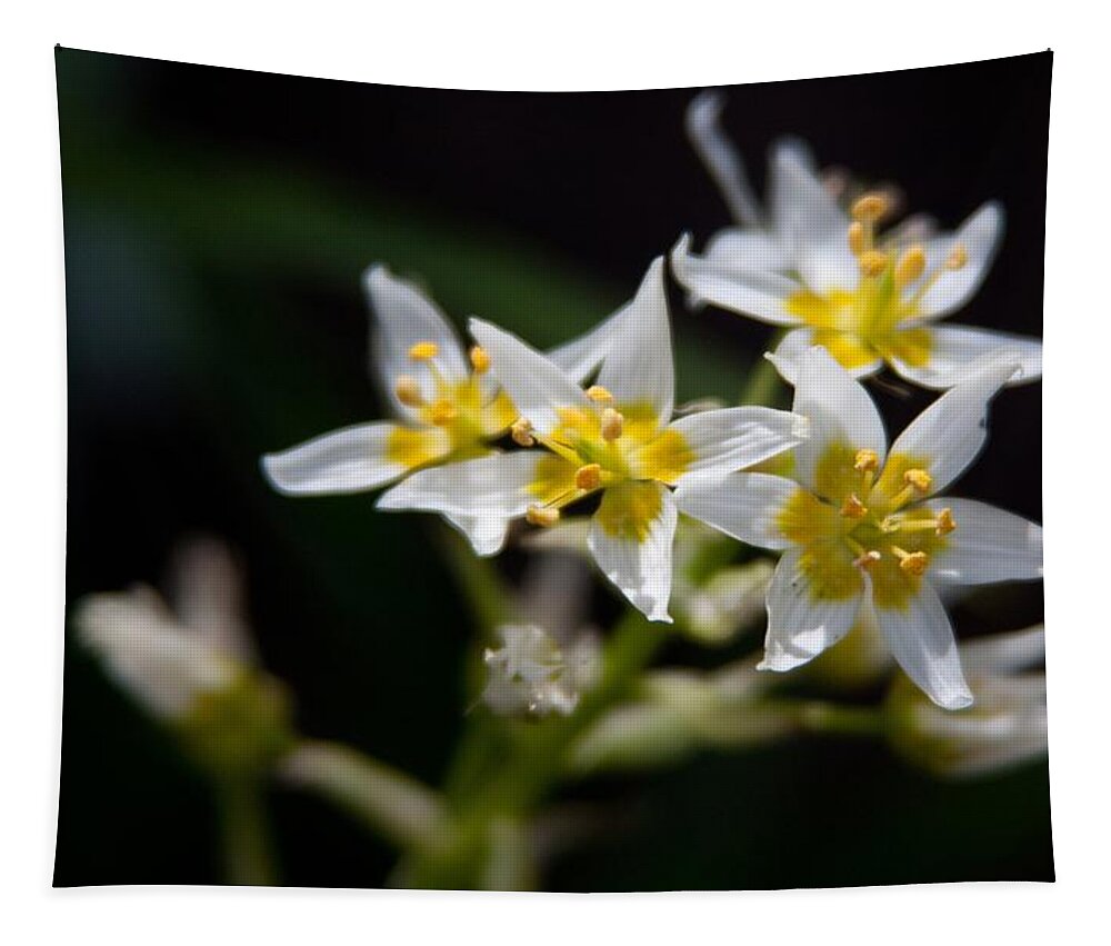 Wildflowers Tapestry featuring the photograph Stargazing by Vanessa Thomas
