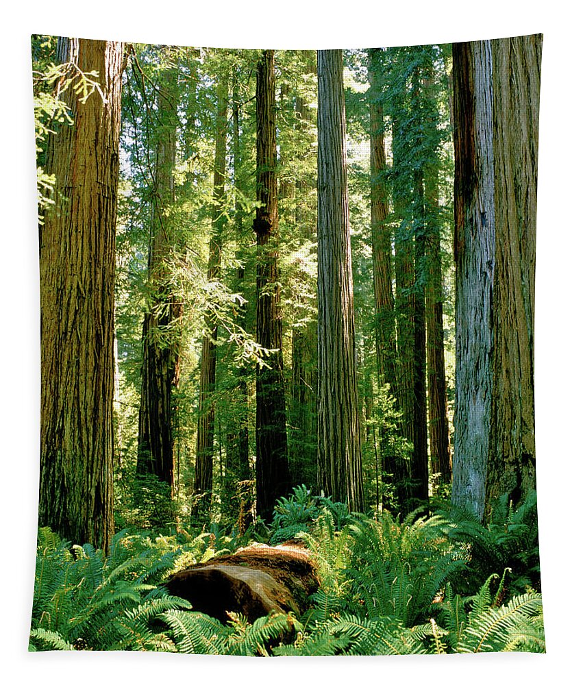 Stout Grove Tapestry featuring the photograph Stout Grove Coastal Redwoods by Ed Riche