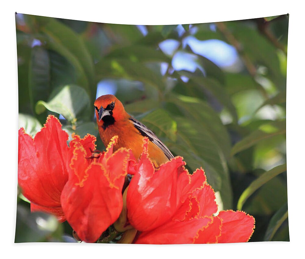 Streak-backed Oriole Tapestry featuring the photograph Streak-Backed Oriole by Shane Bechler