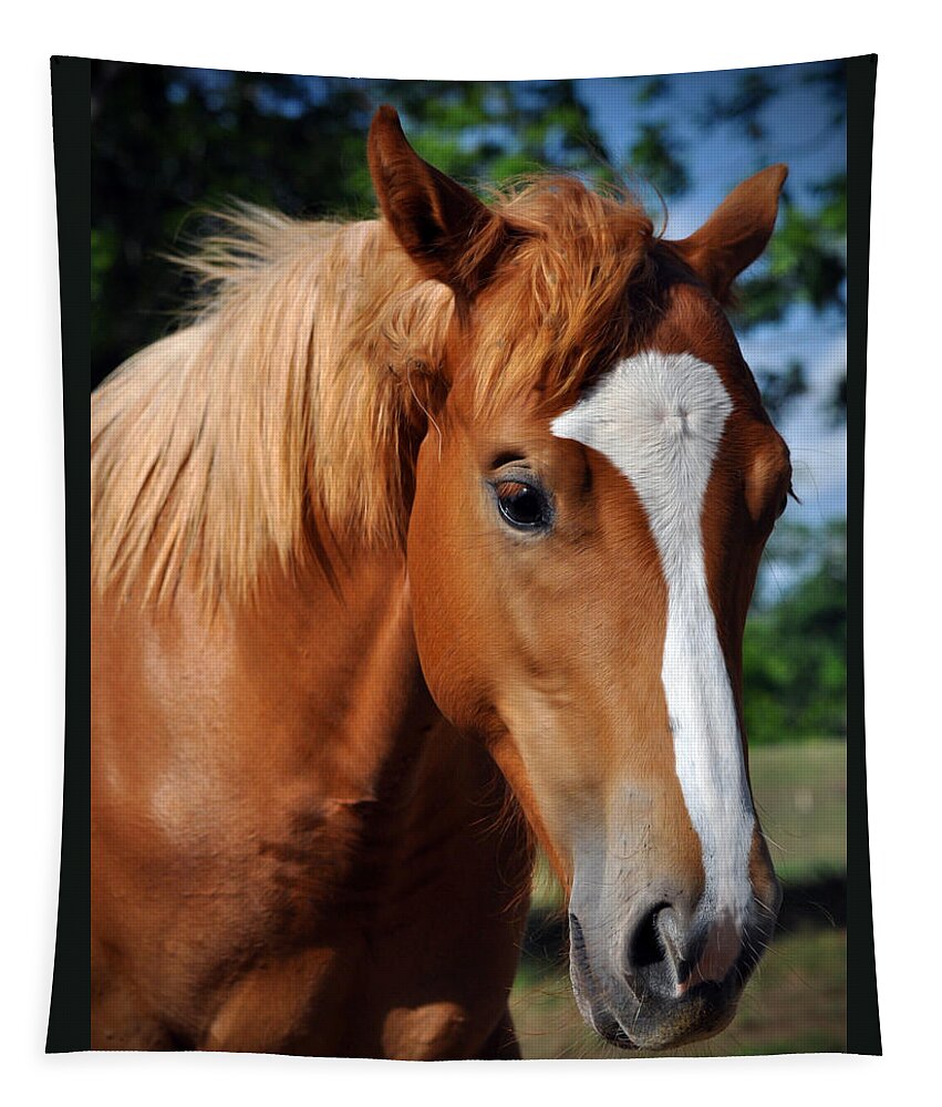  Equine Face Tapestry featuring the photograph Stud Horse by Savannah Gibbs