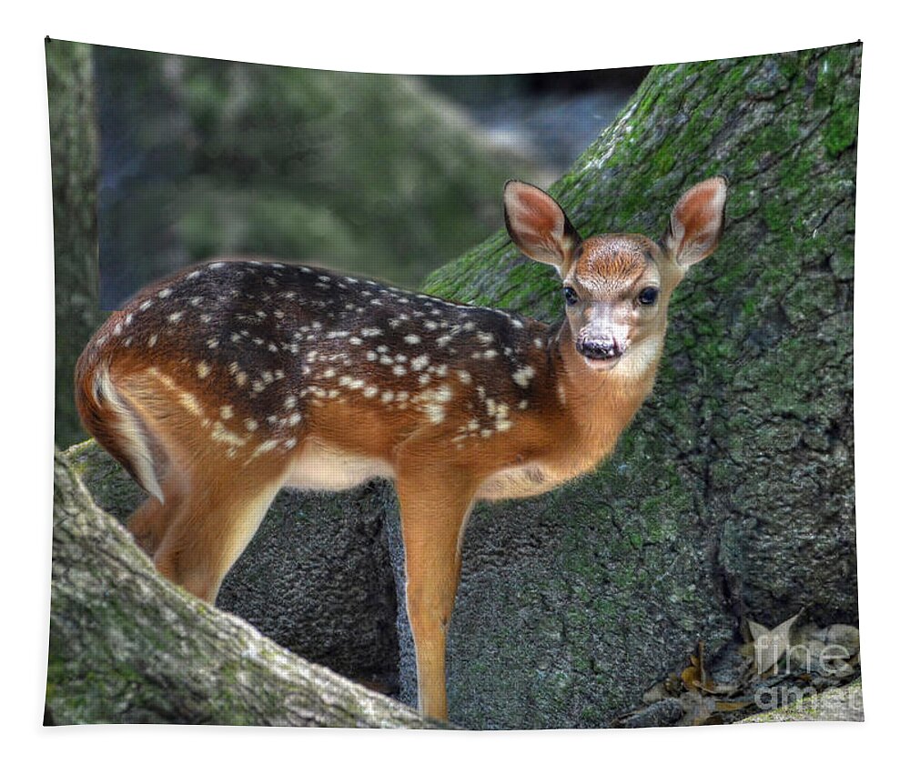 Deer Tapestry featuring the photograph Such A Deer by Kathy Baccari