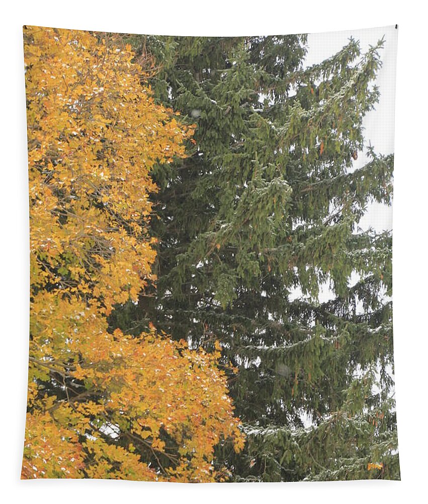 Christmas Tree Tapestry featuring the photograph Sugar Maple and Evergreen by Valerie Collins