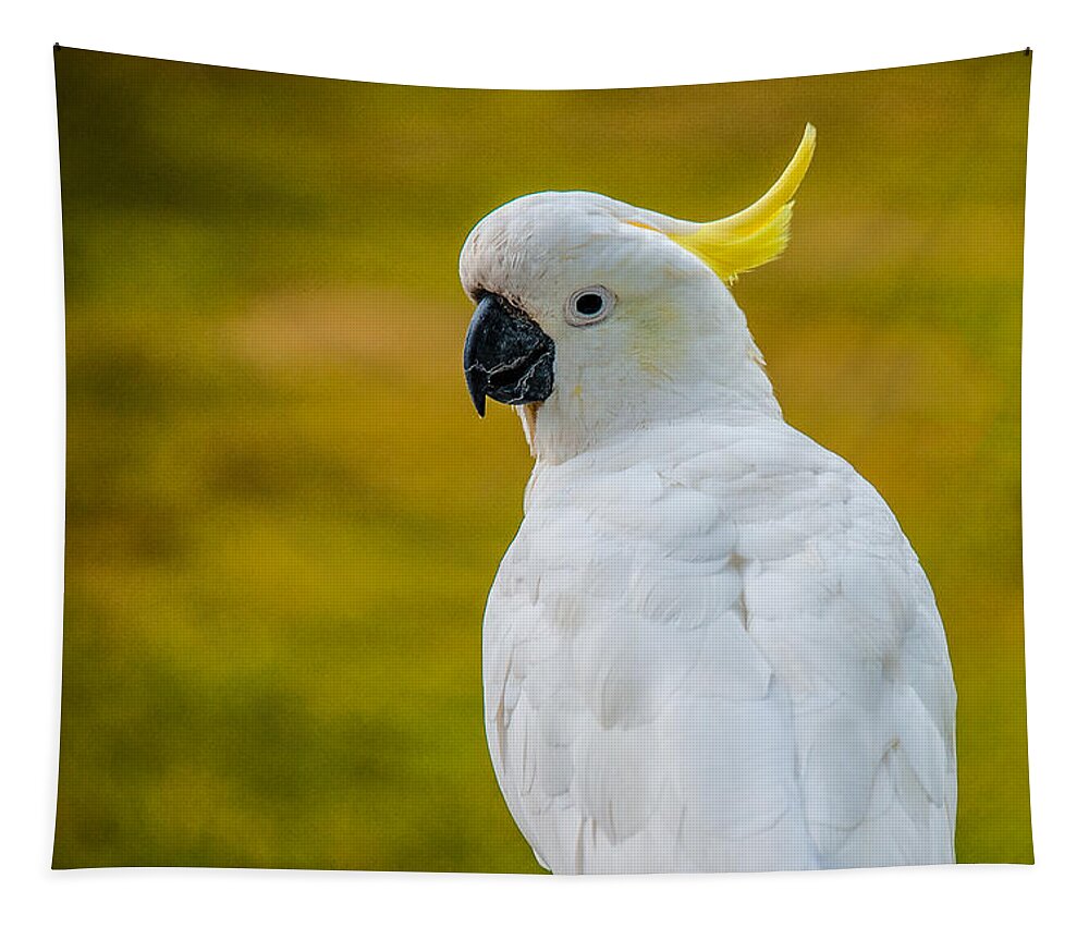 Acrylic Print Tapestry featuring the photograph Sulphur-crested Cockatoo by Harry Spitz