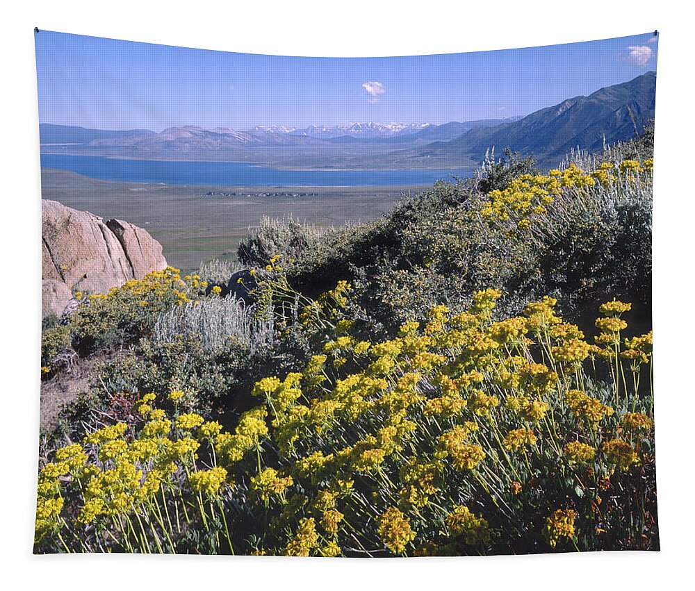 Sulphur Flower Tapestry featuring the photograph 4M6337-Sulphur Flower and Mono Lake by Ed Cooper Photography